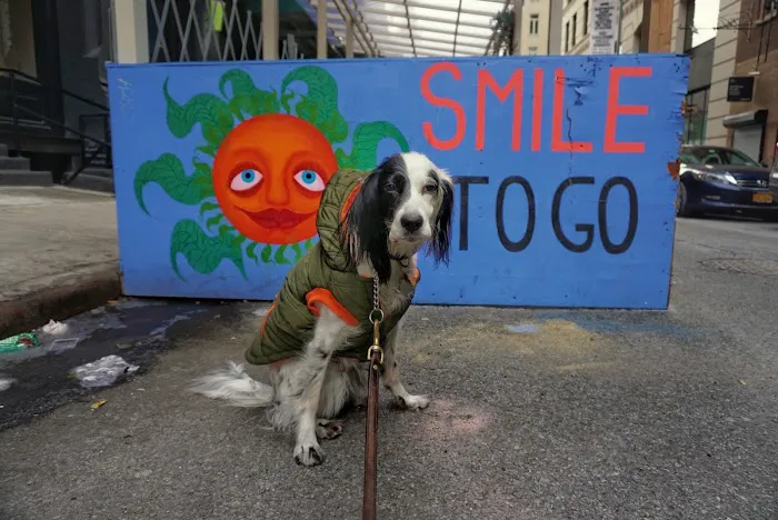 Smile To Go Picture 1
