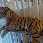 Tiger Sugar