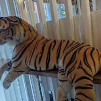 Tiger Sugar ico