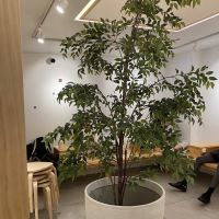 BAO TEA HOUSE ico