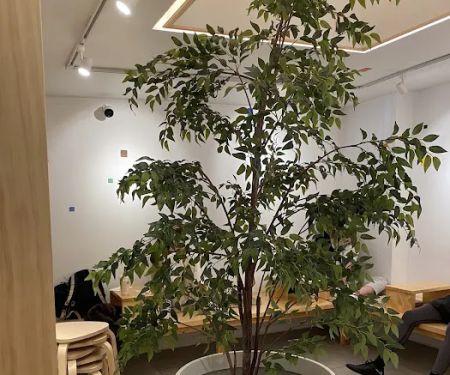 BAO TEA HOUSE