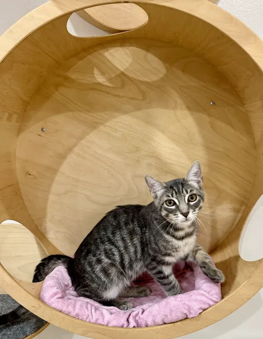 Meow Parlour Picture 4