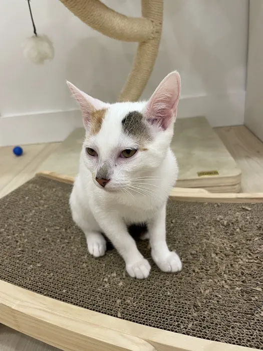 Meow Parlour Picture 1