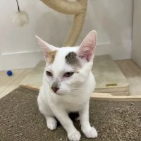 Meow Parlour ico
