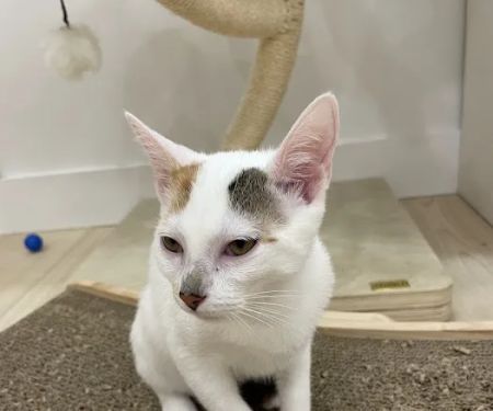 Meow Parlour