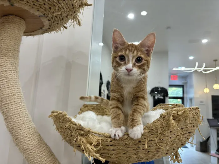 Meow Parlour Picture 8