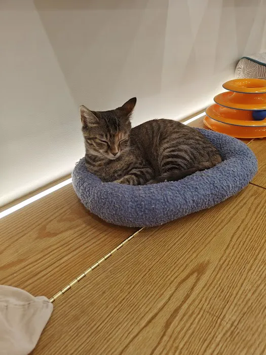Meow Parlour Picture 3