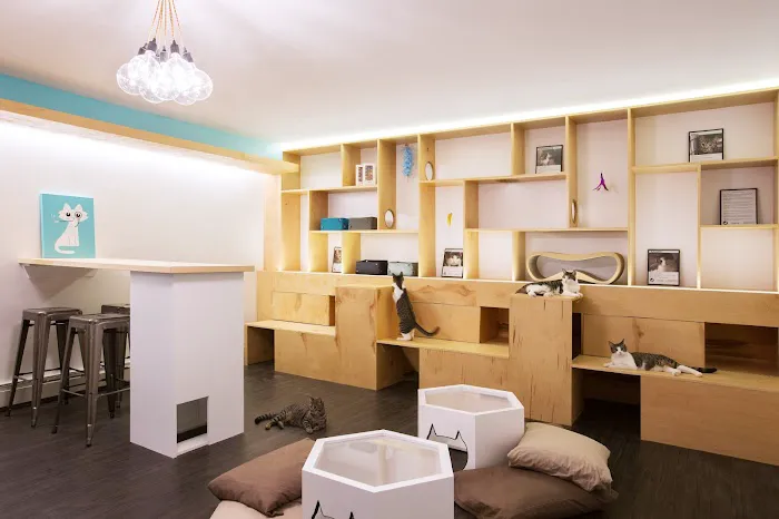 Meow Parlour Picture 5