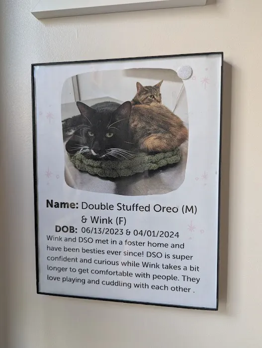 Meow Parlour Picture 9