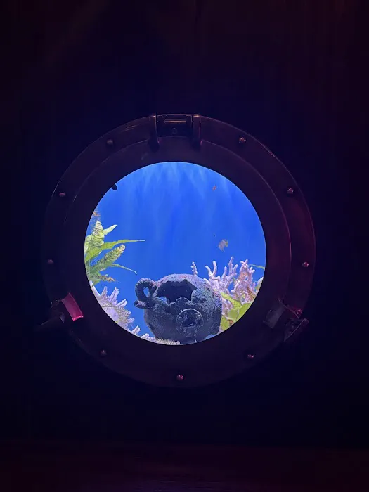 Commodore II Picture 8