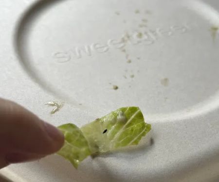 sweetgreen