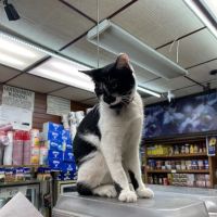 325 Dreamland Deli ico