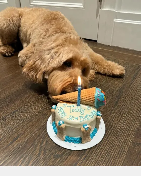 Dog Cakes for Dogs Picture 8