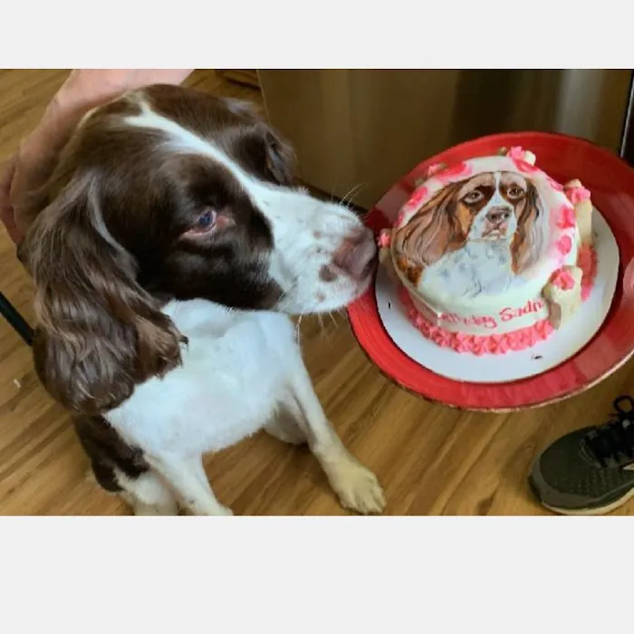 Dog Cakes for Dogs Picture 3