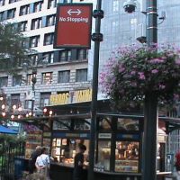 Perros y Vainas en la Plaza ico