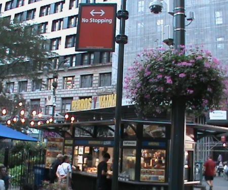 Perros y Vainas en la Plaza