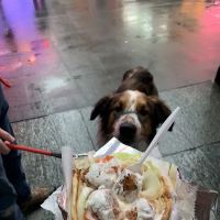 Times Halal Foods ico