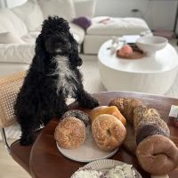 Bagel Pub - Garment District ico