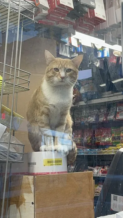 Bismillah Deli & Grocery Picture 9