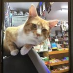 Bismillah Deli & Grocery