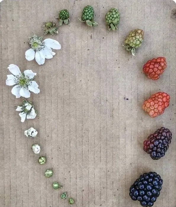BRUJA. Comida Raw Vegan. Picture 7