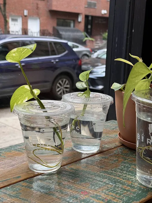 Birch Coffee Picture 7