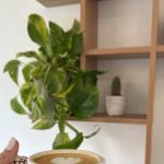 BLND Coffee Studio