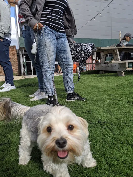 Bark Park Picture 8
