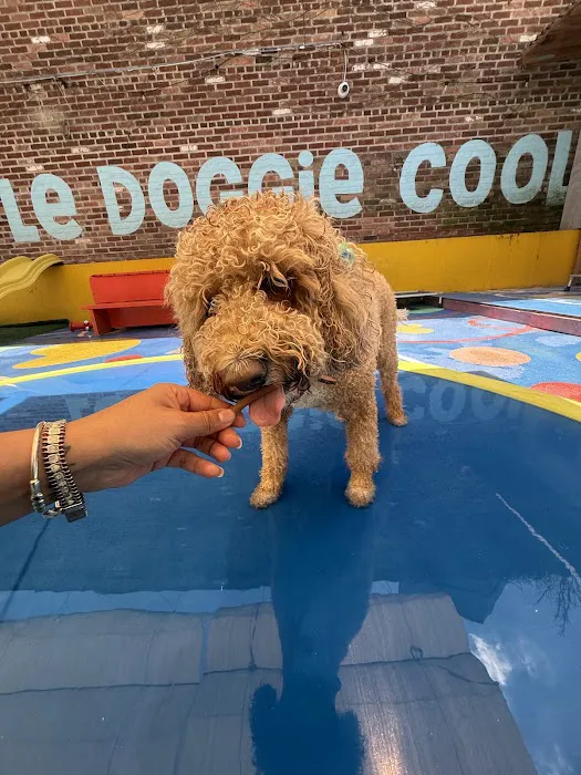 LE DOGGIE CAFE Picture 7