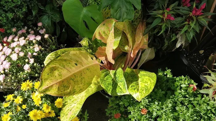 Graham Garden Picture 4