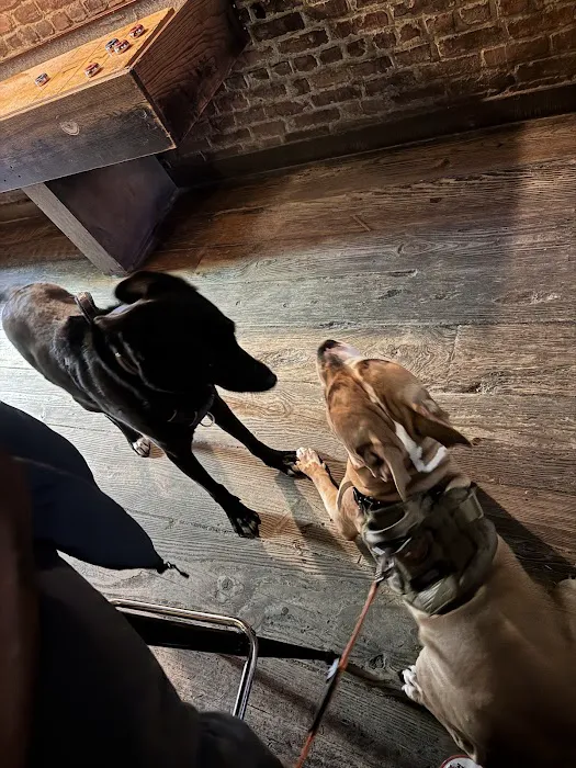 Lucky Dog Picture 7