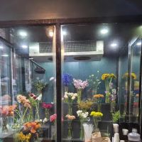 Tulips and Sips ico