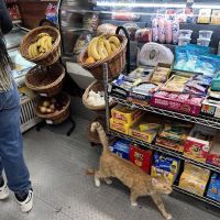 Rm Grocery Deli ico
