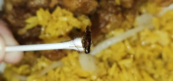 New Taste Picture 3