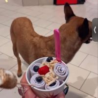 Ice Queen Ice Cream ico