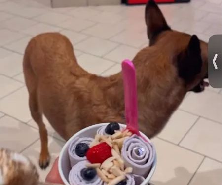Ice Queen Ice Cream