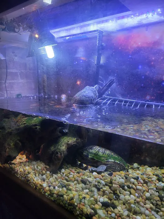 Turtles all the way down Picture 7