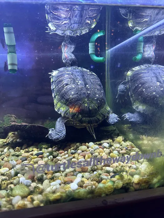 Turtles all the way down Picture 1
