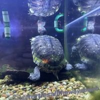 Turtles all the way down ico