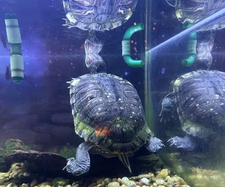 Turtles all the way down