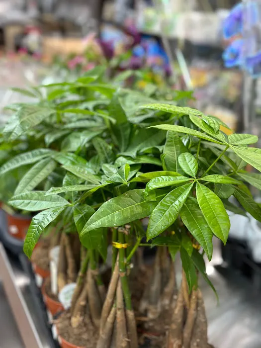 67 Forest deli Picture 1