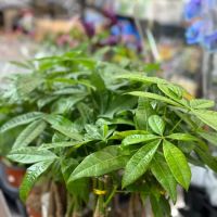 67 Forest deli ico