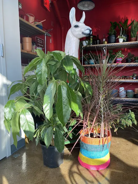 Mae Mae Café & Plant Shop Picture 6