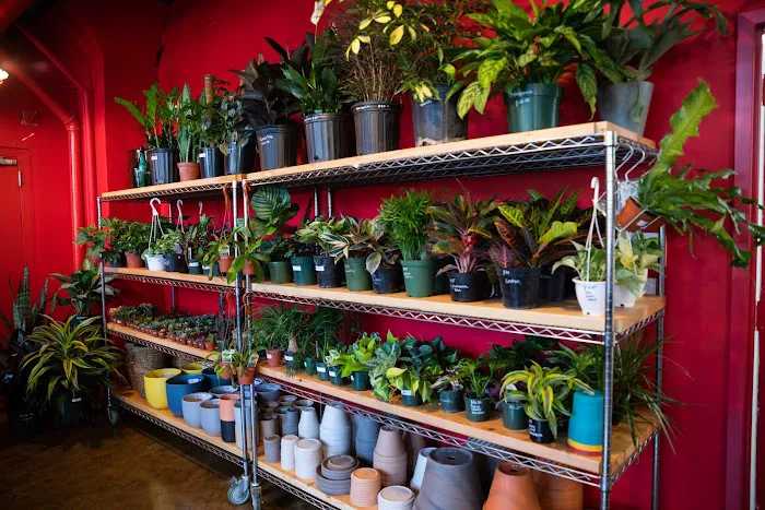 Mae Mae Café & Plant Shop Picture 2