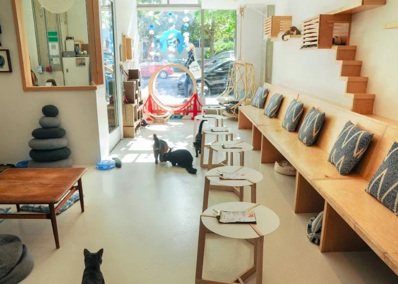 The Ultimate Guide to Cat Cafes and Dog-Friendly Cafes