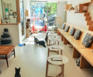 The Ultimate Guide to Cat Cafes and Dog-Friendly Cafes