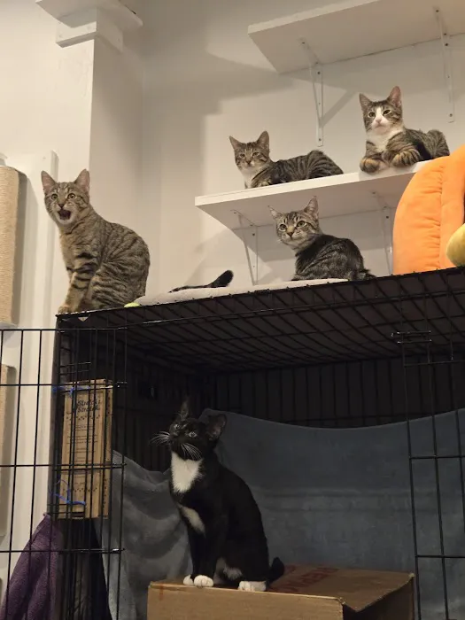 Good Home Pet Adoptions Picture 10