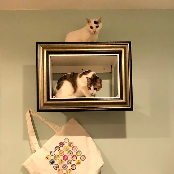 Good Home Pet Adoptions Picture 2