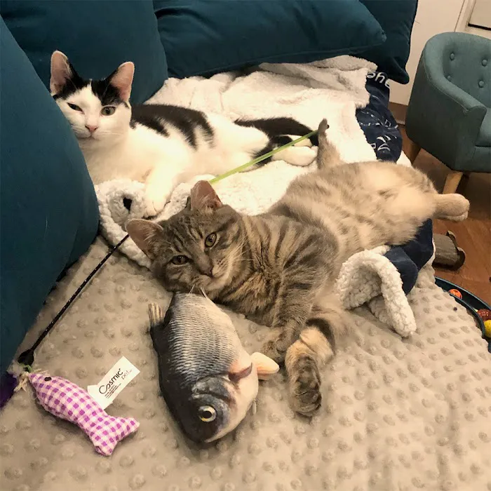 Good Home Pet Adoptions Picture 4