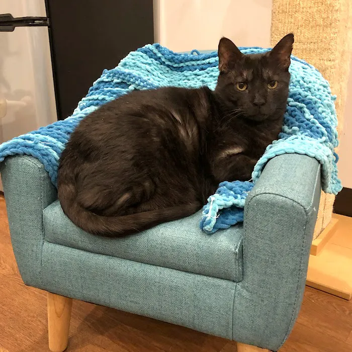 Good Home Pet Adoptions Picture 6